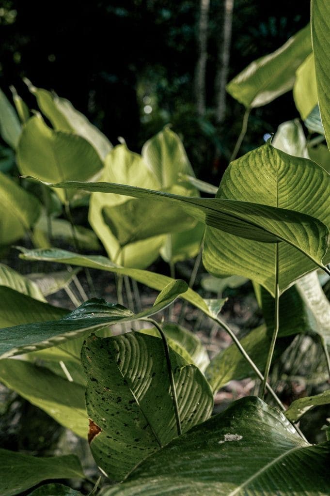 A quick guide to Poring Hot Spring’s must-see attractions